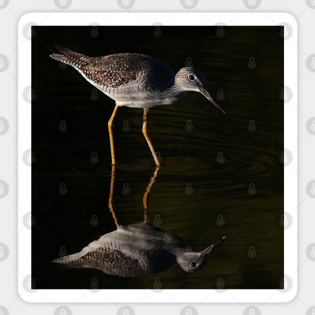 Greater Yellowlegs Reflects Sticker by Jim Cumming